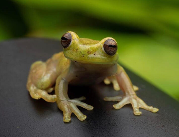 Reserva Amazon New Frog Species Reserva Amazon New Frog Species